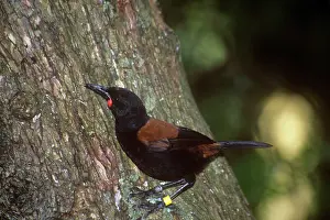 Carunculatus: Saddleback - North Island subspecies rufusater
