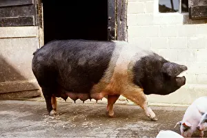 Sties: SADDLEBACK PIG