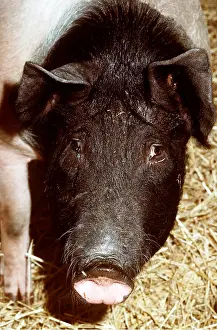 Saddleback: SADDLEBACK PIG - close up of head