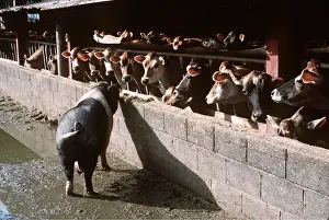Farmyards: SADDLEBACK PIG - and line of Jersey Cows