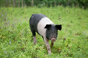 Saddleback: Saddleback Pig - piglet