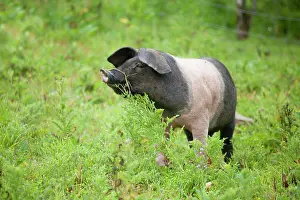 Saddleback: Saddleback Pig - piglet
