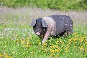 Saddleback: Saddleback Pig - piglet
