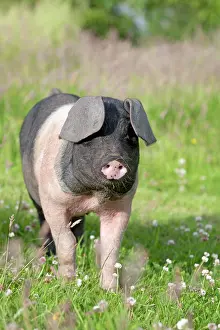 Saddleback: Saddleback Pig - piglet