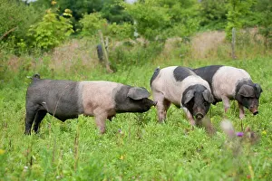 Saddleback: Saddleback Pig - piglets
