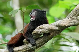 Tamarins: Saddleback Tamarin