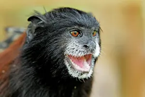 Tamarins: Saddleback Tamarin