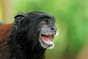 Tamarins: Saddleback Tamarin