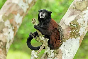 Tamarins: Saddleback Tamarin