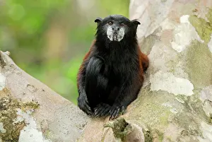 Tamarins: Saddleback Tamarin