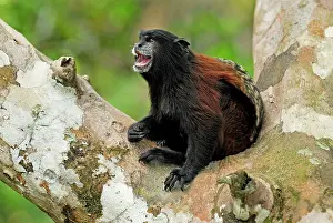 Tamarins: Saddleback Tamarin