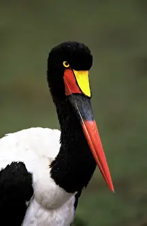 Ephippiorhynchus: Saddlebilled Stork
