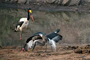 Senegalensis: Saddlebilled Stork with juvenile eating food from