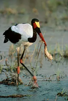 Catfishes: Saddlebilled Stork - pulls a catfish from a pool