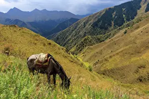 Steppes: Saddled Kirghiz horse grazing in steppe - Kyrgyzstan