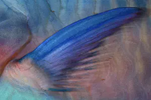 Scarus: Saddled parrotfish, pectoral fin, Scarus dimidiatus, Walindi