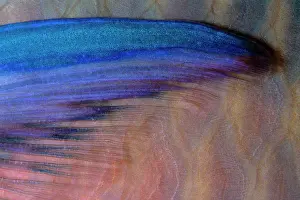 Scarus: Saddled parrotfish, pectoral fin, Scarus dimidiatus, Walindi