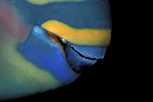 Scarus: Bill of saddled parrotfish, Scarus dimidiatus, Walindi, Papu