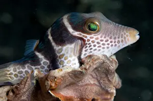 Valentini: Saddled Puffer