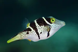 Puffer: Saddled Puffer