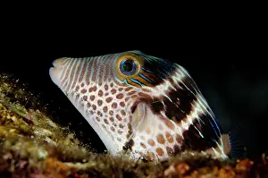 Puffer: Saddled Puffer - on night dive