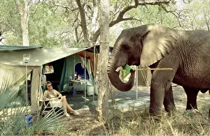 Study: SAFARI - African Elephant in camp