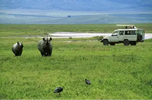 Ferrero Labat: SAFARI - Black Rhinoceros