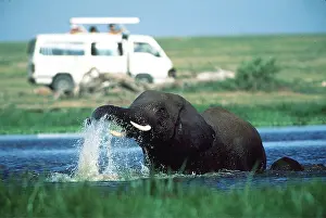Viewing: Safari - Tourist viewing African Elephant bathing