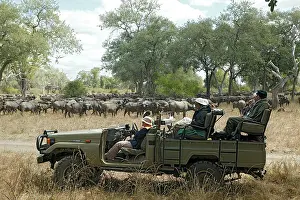 Trucks: Safari - tourists in truck watching African Buffalo
