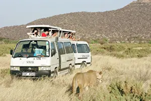 Encroachment: Safari - toursits in vehicles watching Lions