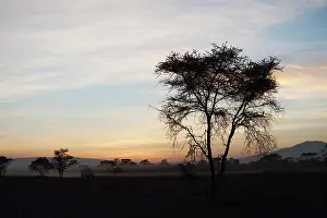 Viewing: Safari vehicle driving in the early morning next to tree
