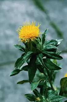 Safflower: SAFFLOWER