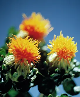 Safflower: Safflower