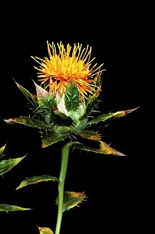 Safflower: Safflower - close-up flower