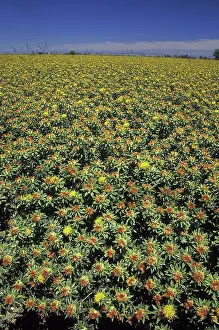 Sacramento: Safflower Field