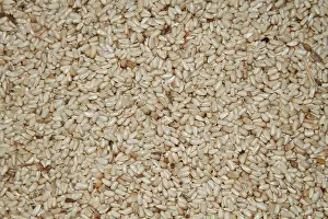 Safflower: Safflower seed for bird feeding