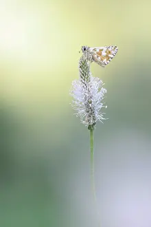 Pyrgus: Safflower skipper