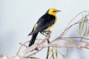 John Dunning: Saffron-cowled Blackbird