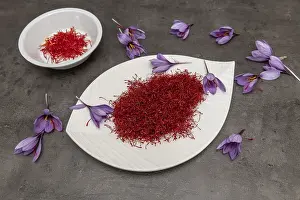 110219: Saffron (Crocus sativus), spice for cooking