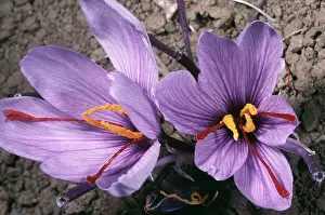 Stigma: Saffron Crocus - source of saffron. (Stigmas used)