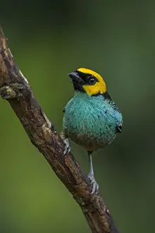 Tangara: Saffron-crowned Tanager (Tangara xanthocephala)