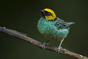 Tangara: Saffron-crowned Tanager (Tangara xanthocephala)