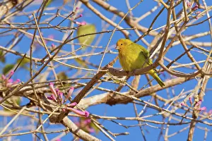 Animais: Saffron Finch