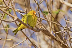 Animais: Saffron Finch