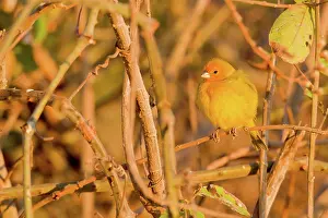 Animais: Saffron Finch