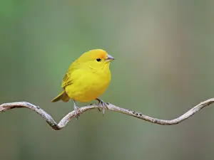 Finch: Saffron Finch Sicalis flaveola Atlantic Forest