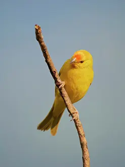 Finch: Saffron Finch (Sicalis flaveola) Atlantic Forest