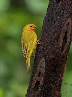 Emberizidae: Saffron finch (Sicalis flaveola), Colombia