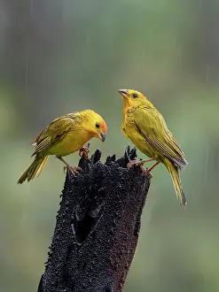 Liquid: Saffron finch (Sicalis flaveola), pair, Colombia