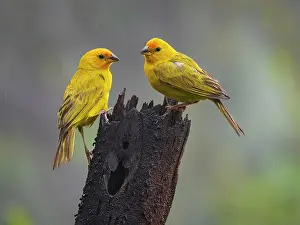 Emberizidae: Saffron finch (Sicalis flaveola), pair, Colombia
